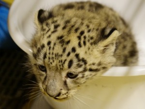 Das Jungtier wiegt 2800 Gramm und wurde am Donnerstag von den Zootierärzten untersucht und geimpft. Foto: Dimitri Widmer