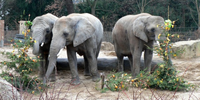 Zoo Dresden