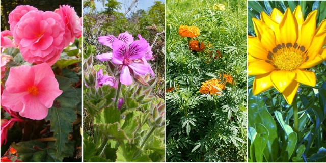 Blumen in Dresden