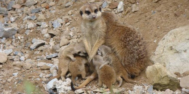 erdmännchen nachwuchs