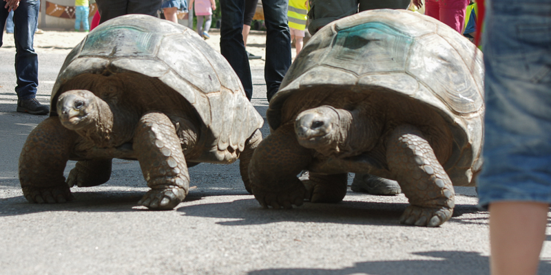 Dresdner Zoo stellt zwei neue Riesenschildkröten vor
