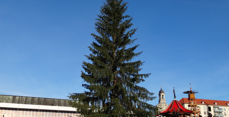 Bewerbungen für StriezelmarktBaum noch bis 31. Juli in 50