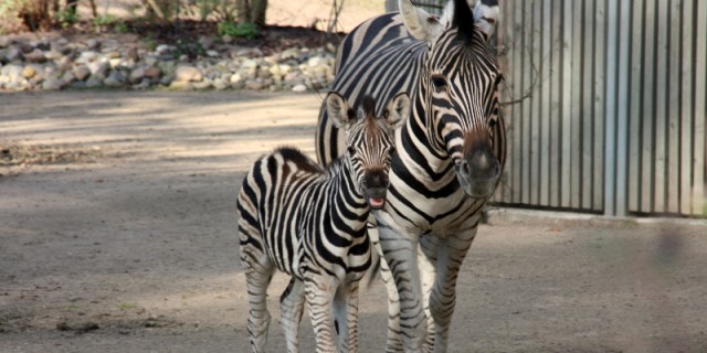 Zebra Nachwuchs Uhalia