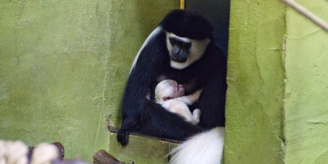 Guereza-Affe im Zoo Dresden