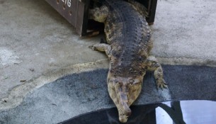 krokodil degaulle 2411