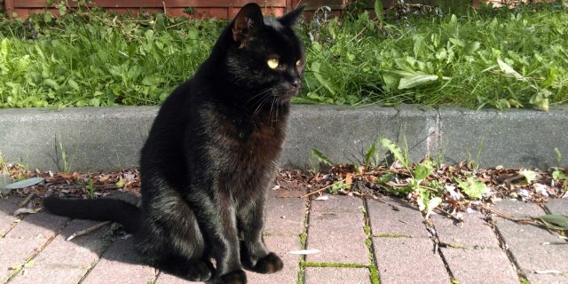 Schwarze Katze - Foto: J. Frintert