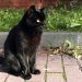 Schwarze Katze - Foto: J. Frintert